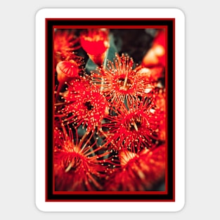 Beautiful Red Spikey Flowers Sticker